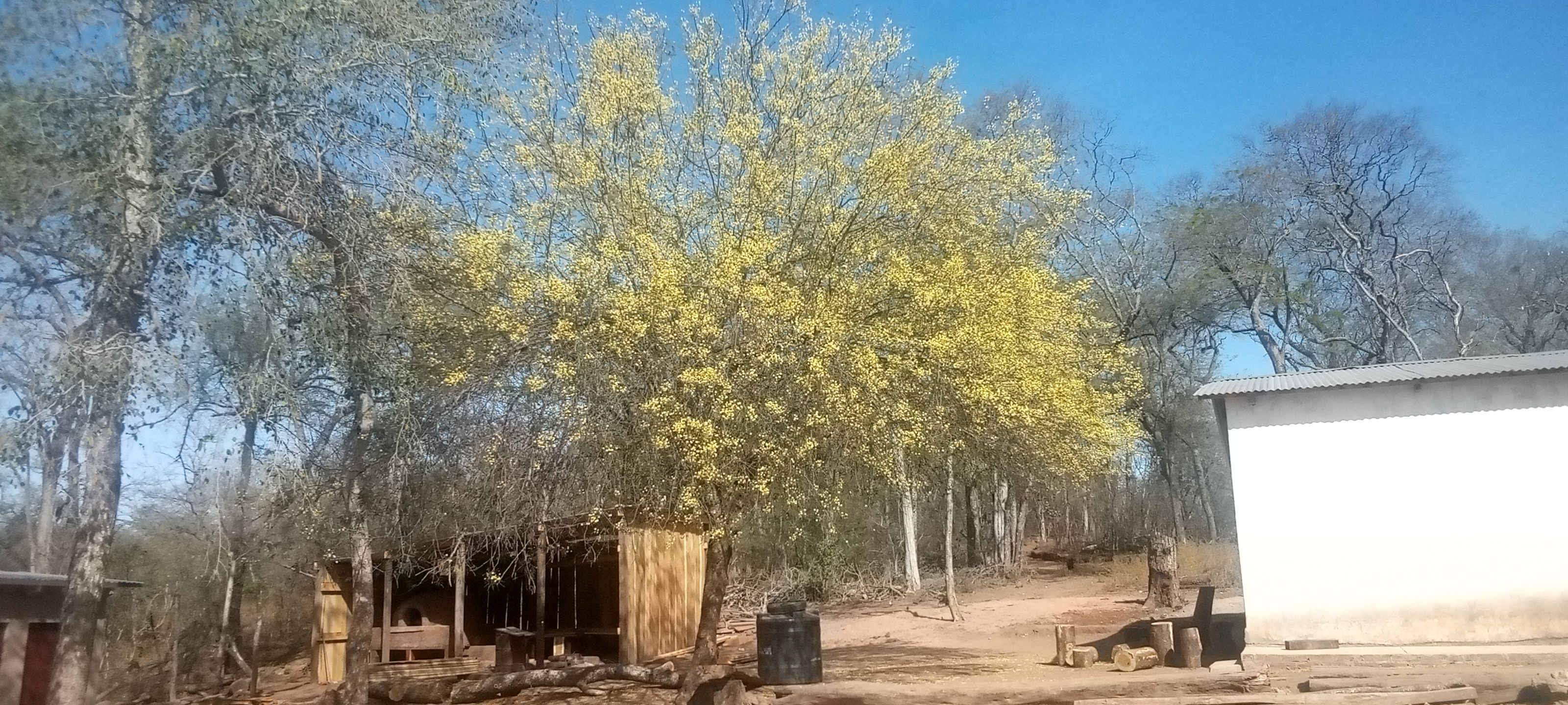 Adjunto árbol melífero.jpg