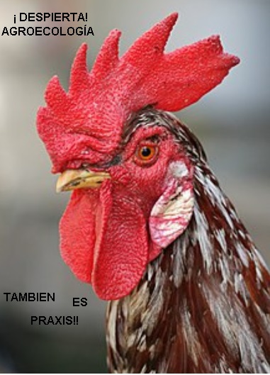 Adjunto Gallo1.jpg
