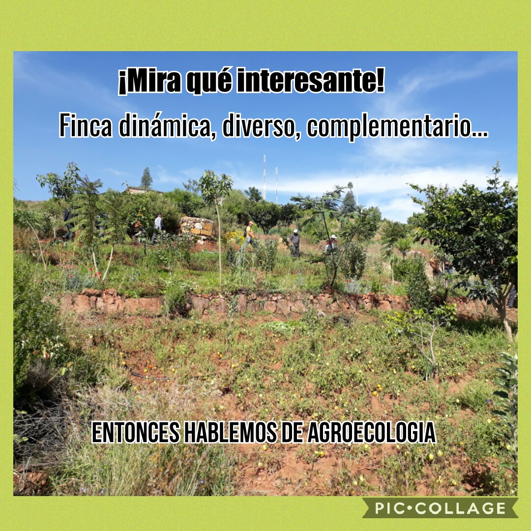 Adjunto Meme agroecologia.jpg